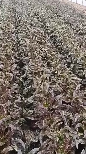 兰州正宗高原夏菜，有要精品的老板联系，好货不等人。