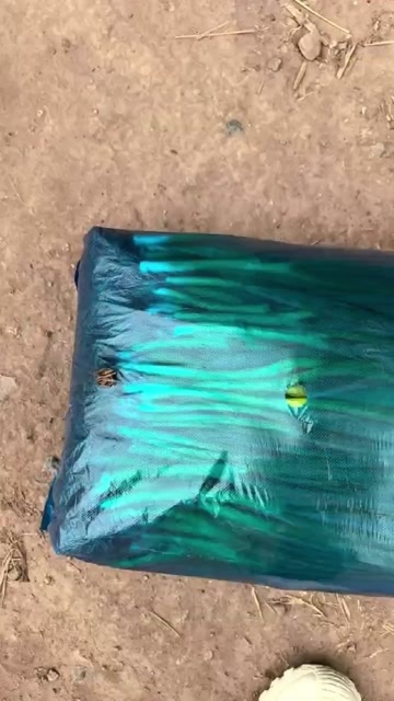博爱县河南焦作新鲜小葱 当日采摘 原产地直发 适合批量采购