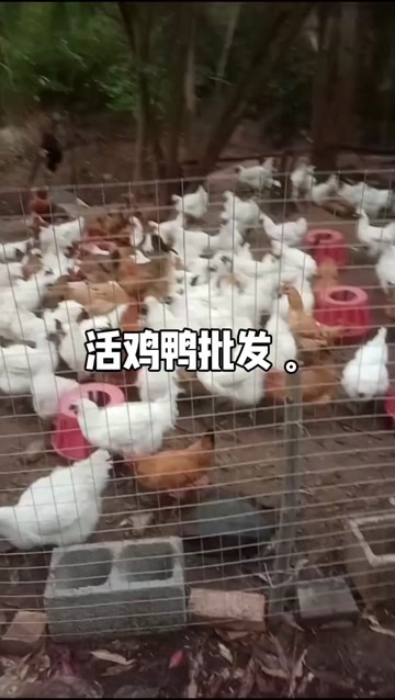 晋江市还有三十多只，谁要的