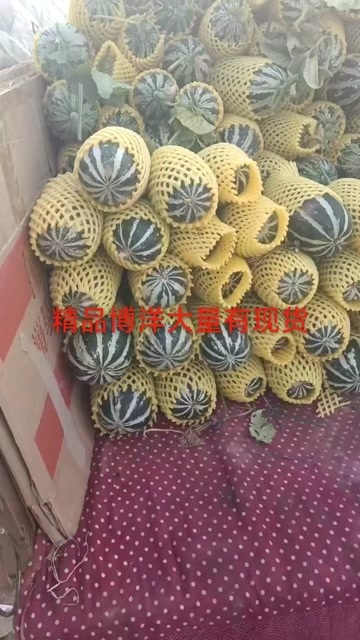 蒲城县陕西吊博洋大量上市中，口感酥，脆，甜，欢迎全国各地新老用户