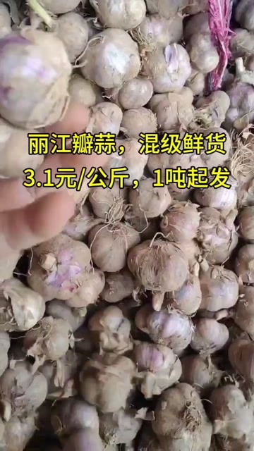 洱源县丽江瓣蒜/混级鲜货/整吨出