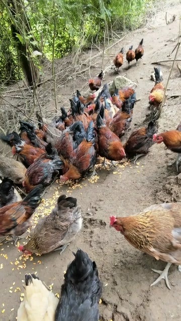 纯正跑山鸡，百亩大山，粮食喂养，畅饮山泉做看得见的品质。
