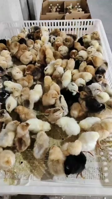 焦作土鸡苗预售