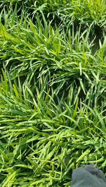 濉溪县头刀韭菜