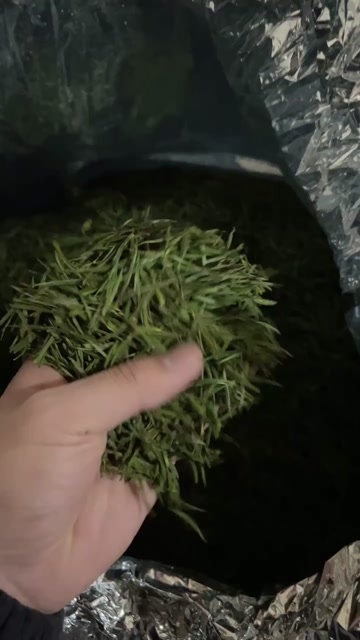 白茶