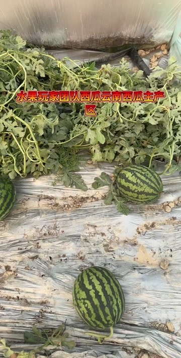 景洪市云南西双版纳无籽甘美4K西瓜景洪市现摘现发新鲜水果