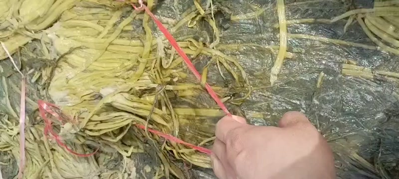 大量供应价位不等的腌渍的雪菜