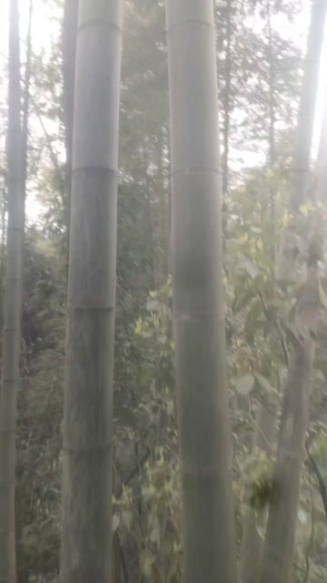 恩施市楠竹