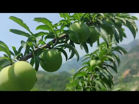 镇宁县蜂糖李