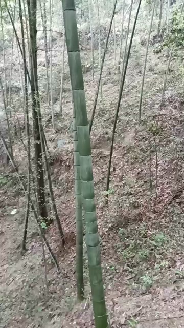 岑巩县楠竹