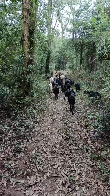 贵溪市群羊出售70多个