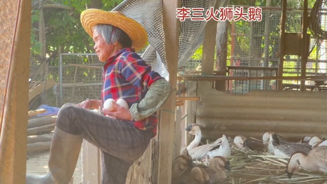 广东汕头澄海区散养狮头鹅鹅蛋新鲜发货支持整车快递破损包赔