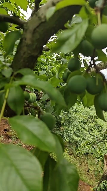 信宜市三华李