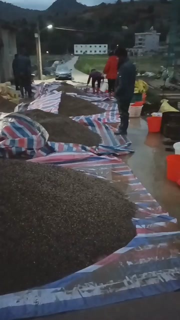 乐清市血蛤苗出卖