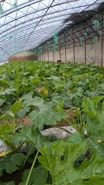 大同西葫芦