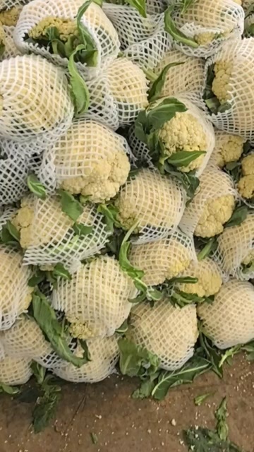 郯城县花菜