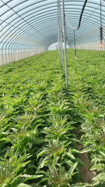 通许县河南开封新鲜红叶莴笋基地直供现摘现发