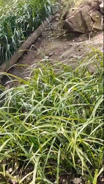 南涧县云南绿兰批发 大丛连体苗