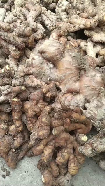 惠水县贵州惠水小黄姜二黄姜，带土水洗生姜，电商、工厂货产地批发