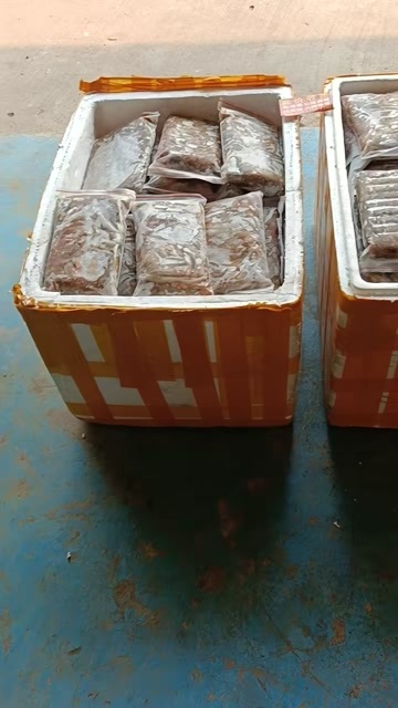 红尾巴鱼批发