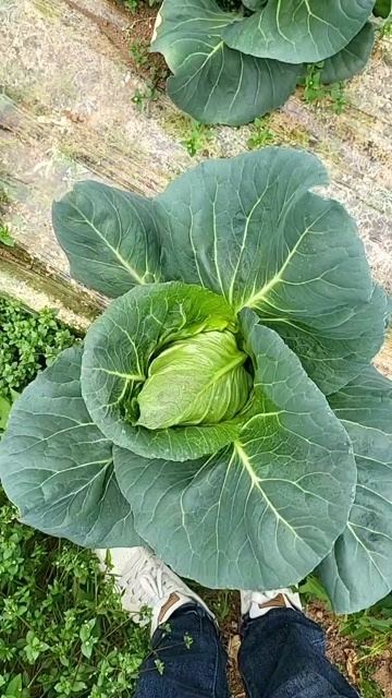 威宁县贵州威宁牛心甘蓝新鲜现摘蔬菜包菜批发供货