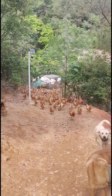 饶平县广东潮州新鲜跑山鸡（三黄鸡） 农场直供现杀活禽 隔天发货
