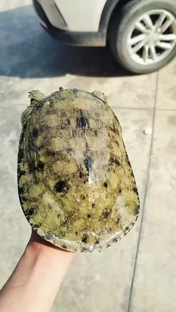 吉水县农村土甲鱼