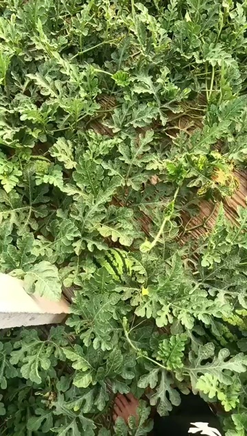 菏泽薄皮