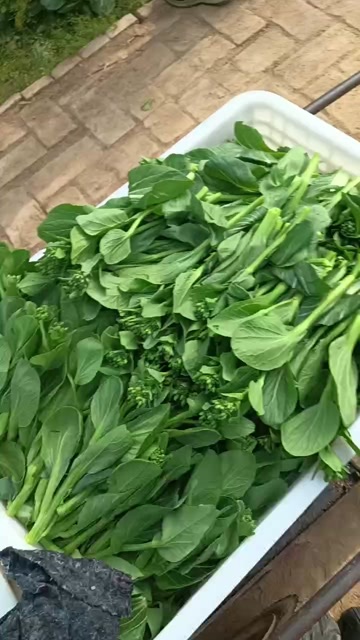 青菜菜苔