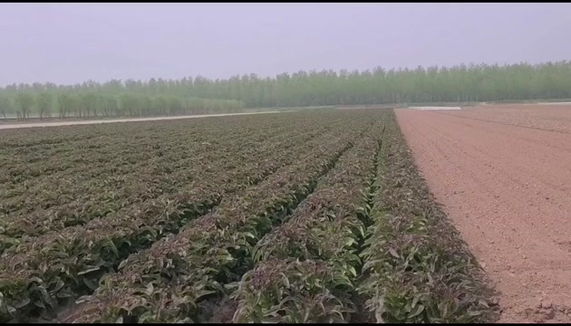 枝江市湖北精品露天红叶莴笋大量上市 支持视频或实地看货