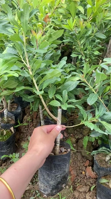 东魁杨梅树苗嫁接容器苗适种华南华中华东西南支持批发零售开票