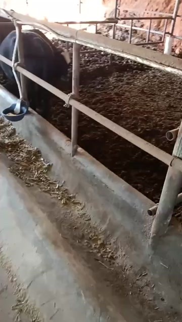 玉溪云南山里黄牛，上万头，无激素，慢生长，为食品企业提供健康牛肉