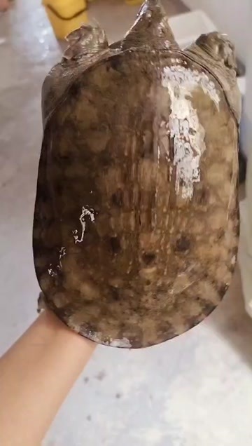 吉水县农村土甲鱼