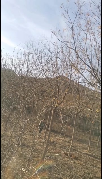 易县出售栾树，地面以上1.2米胸径8厘米到14厘米