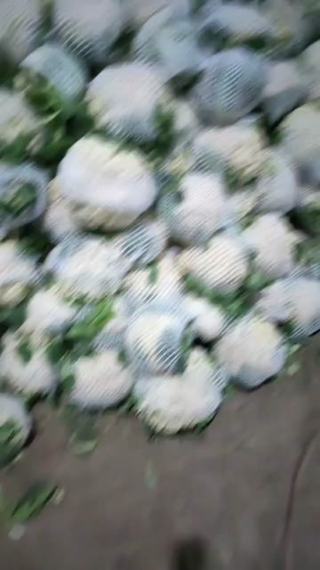 郯城县有机菜花
