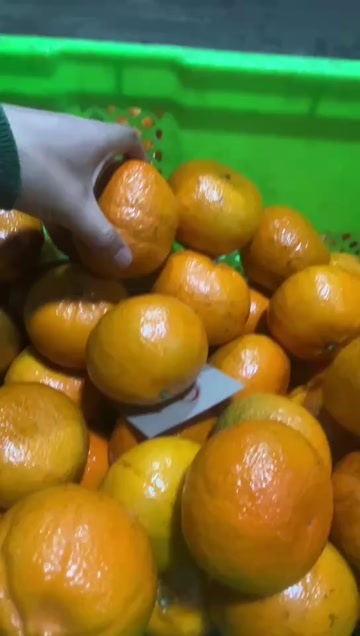 昆明沃柑！！！宾川沃柑！65起采！电商货