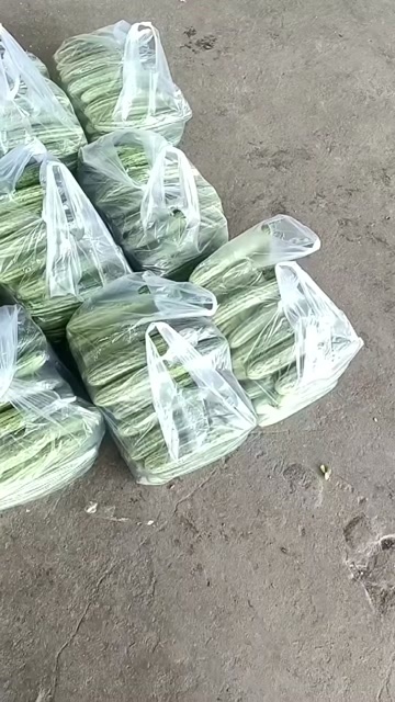 枝江市湖北枝江旱黄瓜上市，一手货源，质量都很好