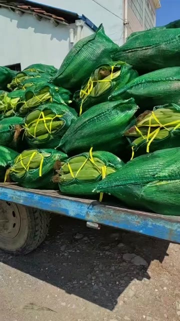 上千亩甜玉米10月上市，下半年几十万亩包菜，黄心白菜。