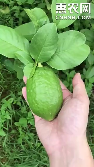 鹤山市因场地到期，6年广东无籽香水柠檬树急售