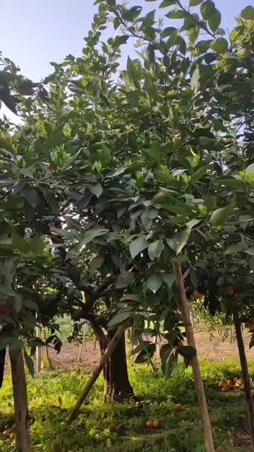 苍溪县三月黄橘子