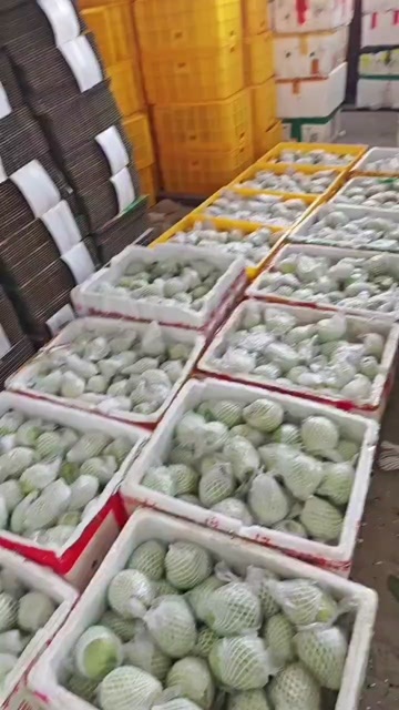 漳州福建漳州长泰县芭乐果园直发一件代发