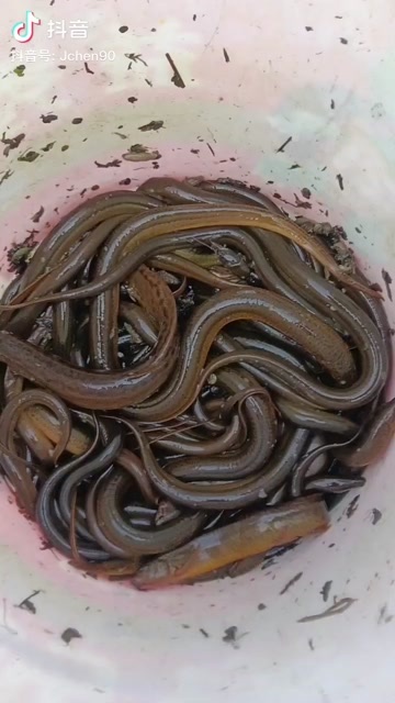 沅江市稻田鳝鱼生长环境自然它的肉质紧实，口感也更有嚼劲。