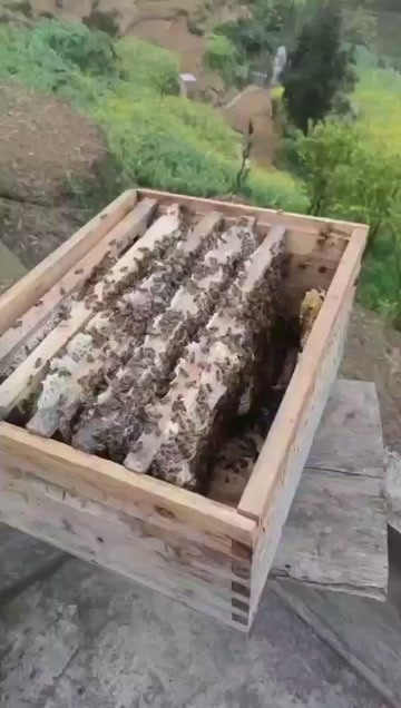 仁怀市“品尝天然蜂蜜 享受大自然的甜蜜与温柔”“天然酿造”“蜜香