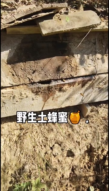 西和县土蜂蜜