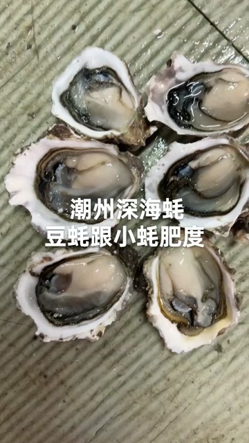 饶平县生蚝批发，潮州深海蚝，地摊烧烤一元蚝
