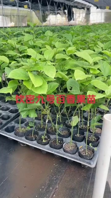 灵山县钦密九号百香果苗，当年种当年结果，纯甜无酸