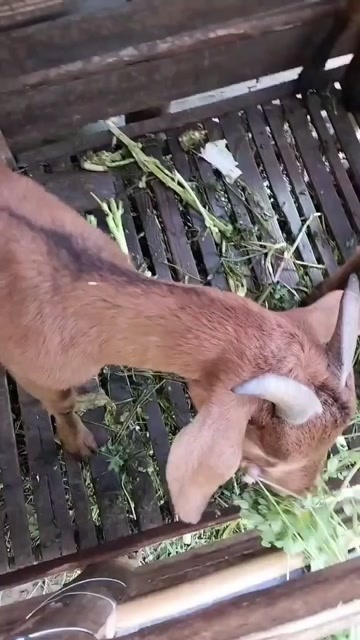 腌公羊出售