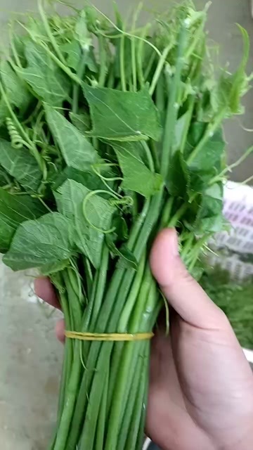 普定县龙须菜，佛手瓜尖，丝瓜尖洋瓜尖捧瓜尖