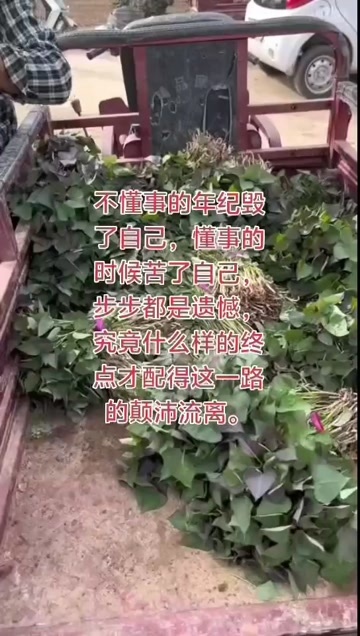 万亩红薯芽基地，50多个品种发货全国各地，脱毒红薯苗