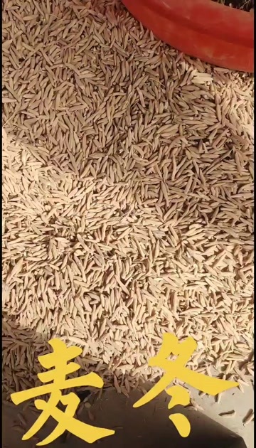 曹县山麦冬
